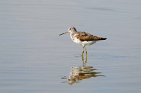 23080 Tringa nebularia (Pantana)